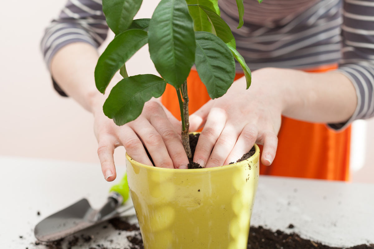 Plants can help to reduce loneliness