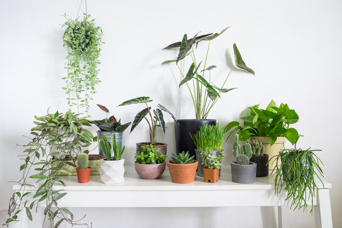 Add some greenery to your home office and bring the air-purifying properties of plants